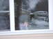 amelia in the window...